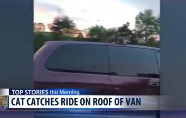 Кошка на крыше