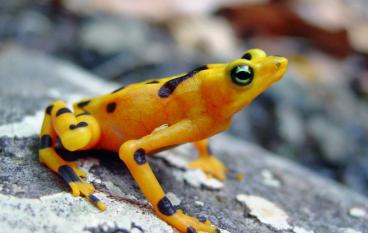 Ядовитая лягушка стала прототипом автомобиля